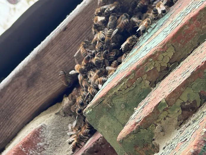 Newtown Termite & Pest Control Picture 9