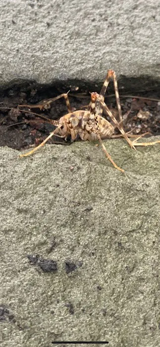 Newtown Termite & Pest Control Picture 6