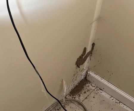 Newtown Termite & Pest Control