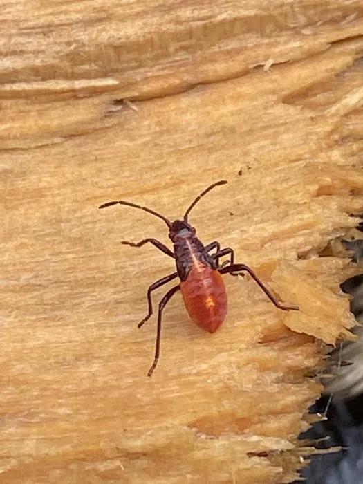 Newtown Termite & Pest Control Picture 3