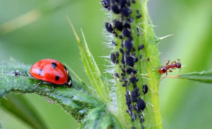 Township Pest Control Picture 4