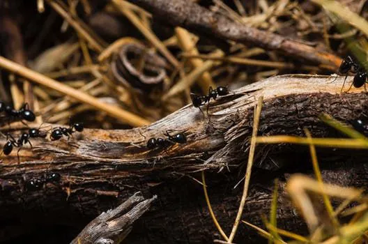 Township Pest Control Picture 1