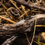 Township Pest Control