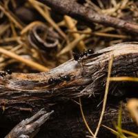 Township Pest Control ico