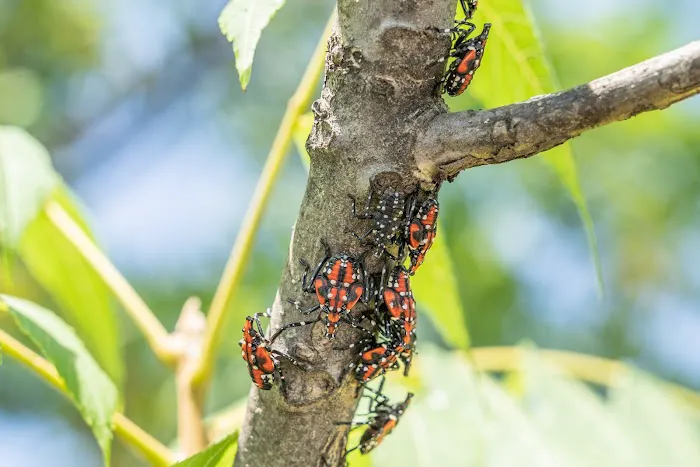 Action Termite and Pest Control Picture 6