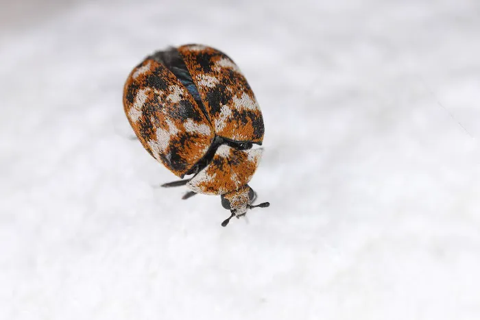 Action Termite and Pest Control Picture 1