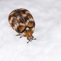 Action Termite and Pest Control ico