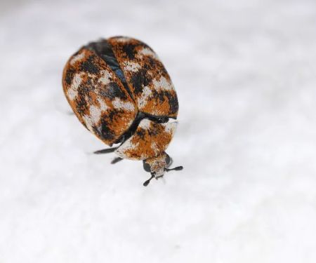Action Termite and Pest Control