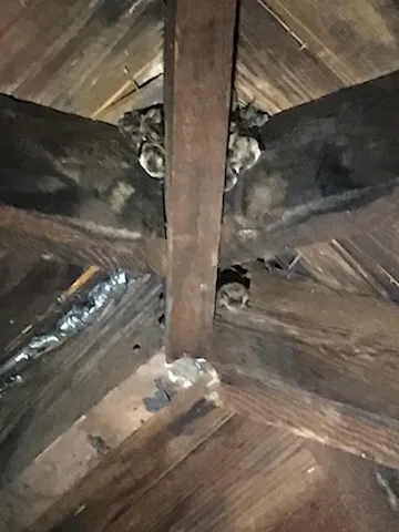 Ecoguard Picture 8