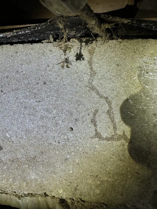 Resolve Pest Management Picture 1