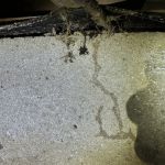 Resolve Pest Management