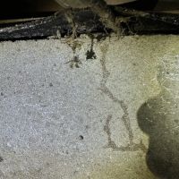 Resolve Pest Management ico
