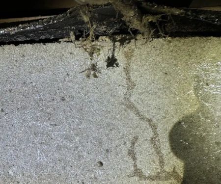 Resolve Pest Management