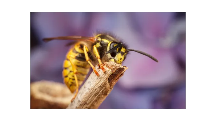 Resolve Pest Management Picture 3