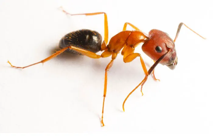 Resolve Pest Management Picture 8