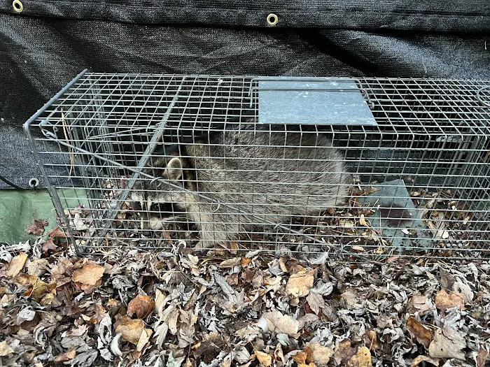 Shore Pest Solutions LLC Picture 8