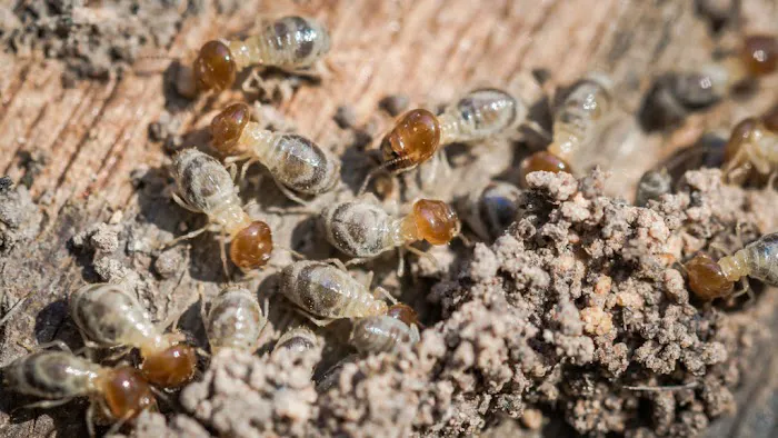 Amco Pest Services, Inc. Picture 4