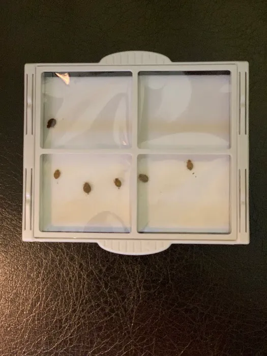 Bed Bug Plug Picture 4