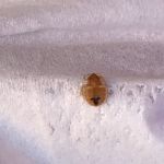 Time's up termite specialist bucks county