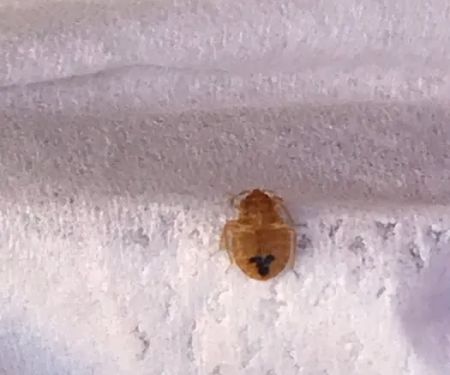 Time's up termite specialist bucks county