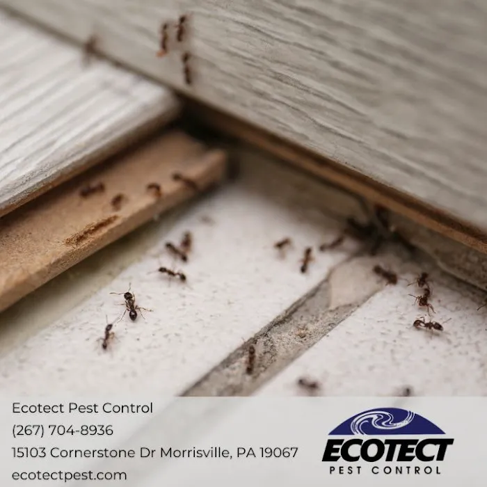 Ecotect Pest Elimination Inc Picture 10