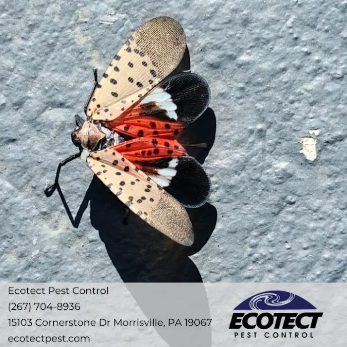 Ecotect Pest Elimination Inc Picture 4