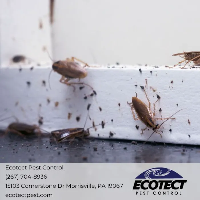 Ecotect Pest Elimination Inc Picture 2
