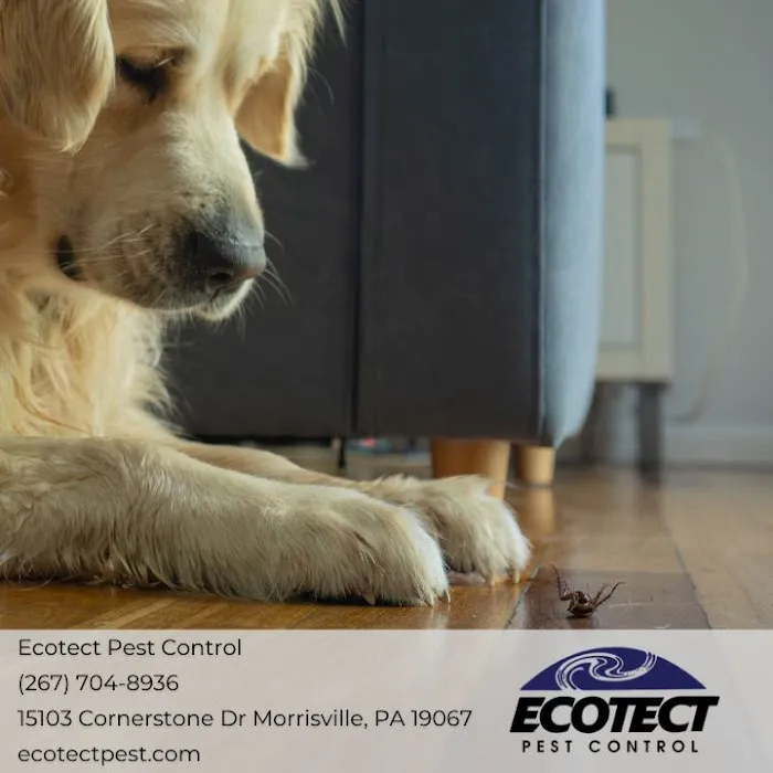 Ecotect Pest Elimination Inc Picture 8