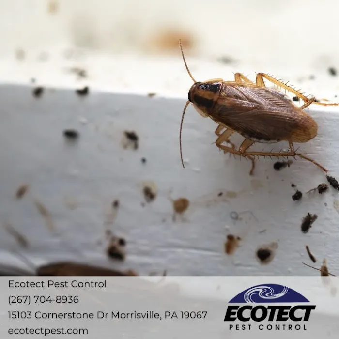 Ecotect Pest Elimination Inc Picture 9