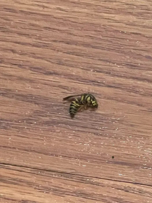 Terminators Pest Control LLC Picture 9