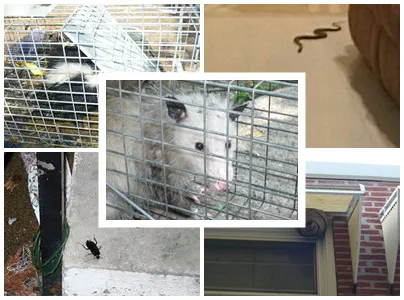 I Know A Guy Pest Control service Picture 2