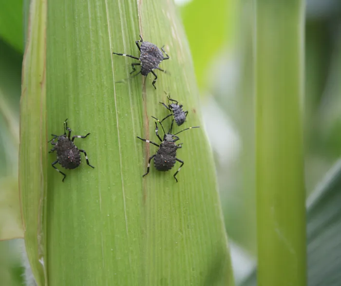 Environmental Pest Solutions Picture 1