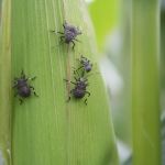 Environmental Pest Solutions