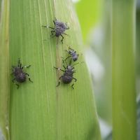 Environmental Pest Solutions ico