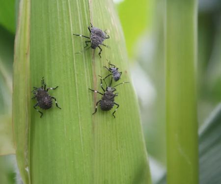 Environmental Pest Solutions