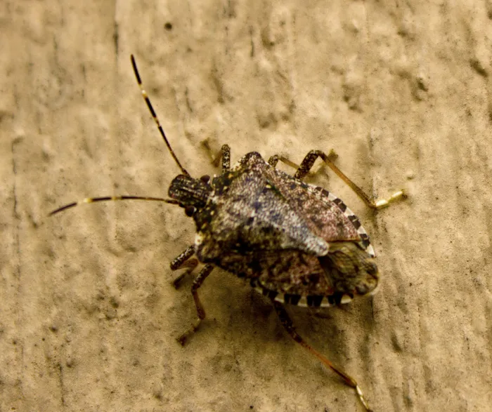 Environmental Pest Solutions Picture 7