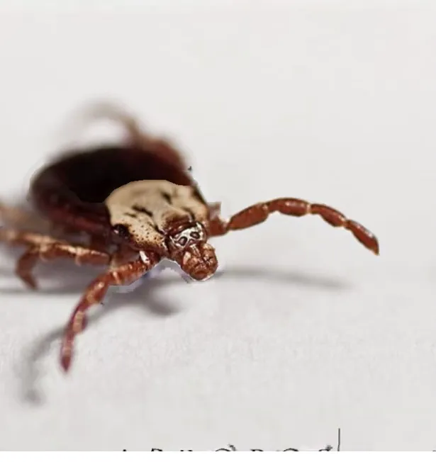 Environmental Pest Solutions Picture 5