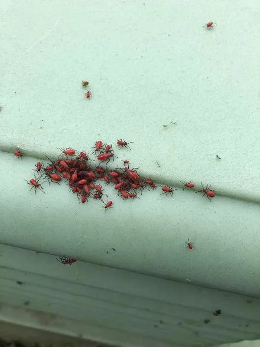 Environmental Pest Solutions Picture 4