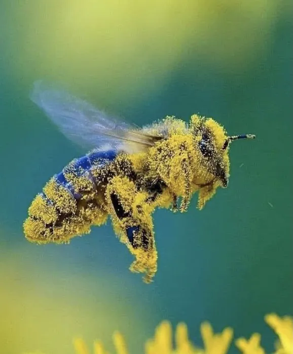 Environmental Pest Solutions Picture 9
