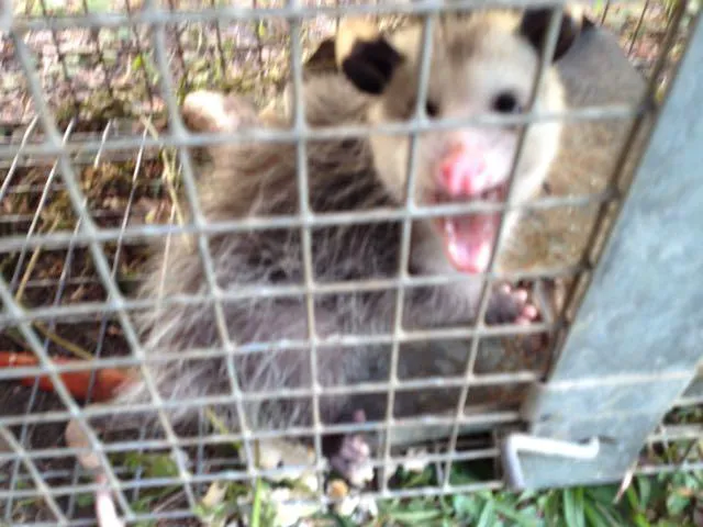Cagin Critters Picture 8