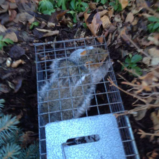 Cagin Critters Picture 9