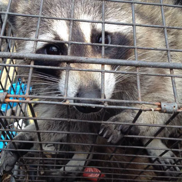 Cagin Critters Picture 4