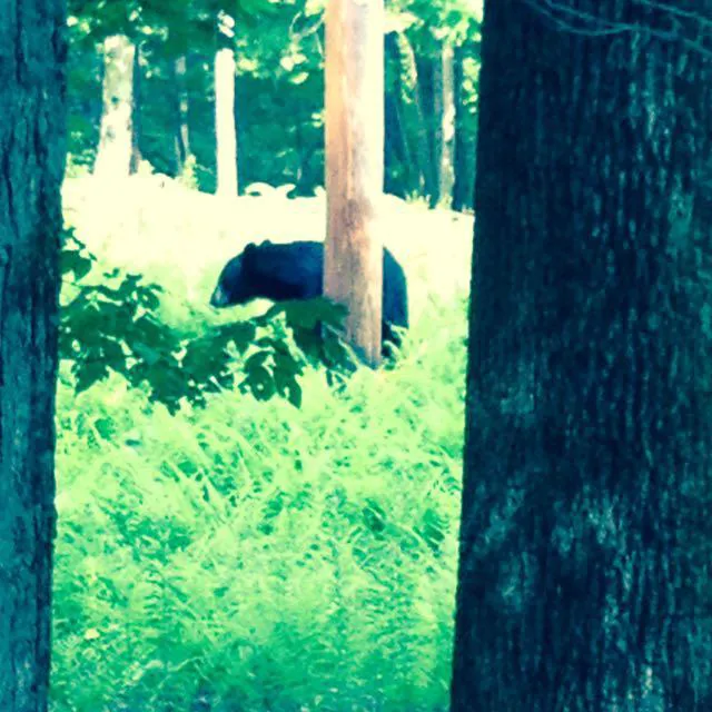 Cagin Critters Picture 5