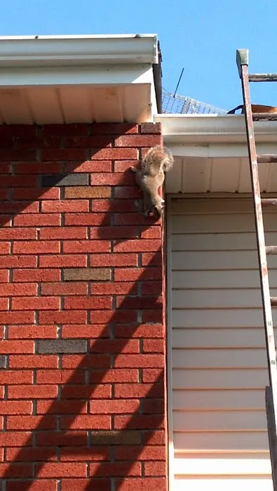 Cagin Critters Picture 1