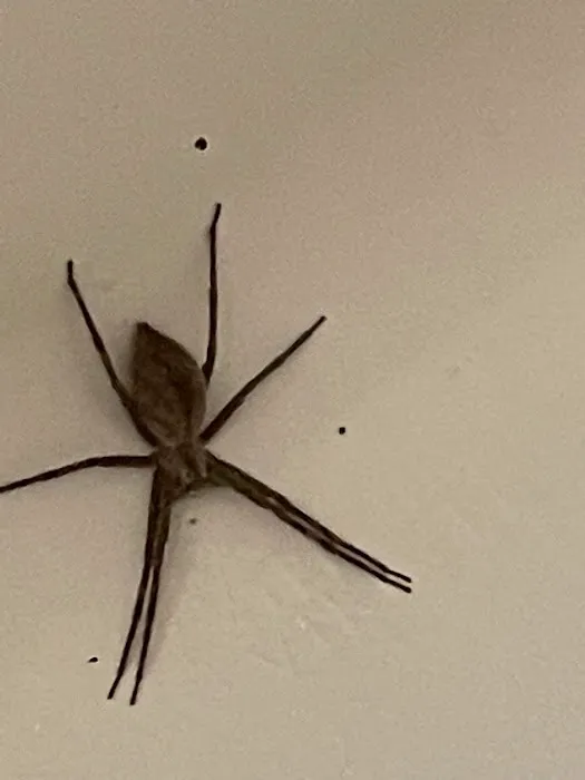 Fleck Pest Management Picture 1