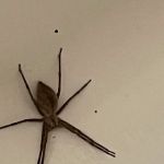 Fleck Pest Management