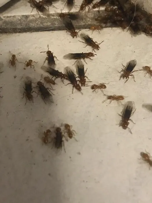 Fleck Pest Management Picture 5