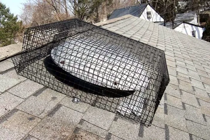Advanced Nuisance Wildlife Control Services Picture 7
