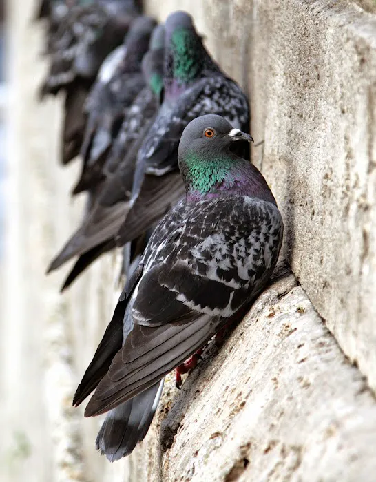Advanced Nuisance Wildlife Control Services Picture 5