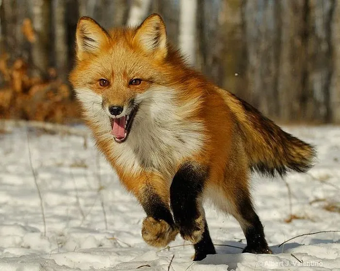 Advanced Nuisance Wildlife Control Services Picture 9